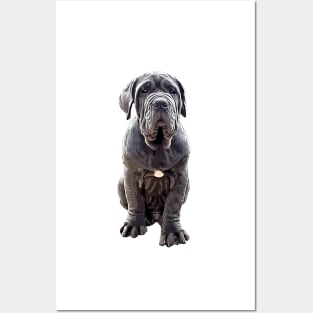 Neapolitan Mastiff - Stunning Dog! Posters and Art